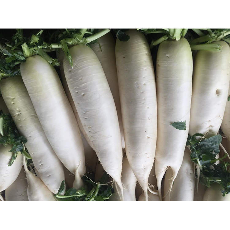 ຄົ້ນຫາຄຸນຄ່າທາງໂພຊະນາການຂອງ New Crop Fresh Radish ເພື່ອເພີ່ມພູມຕ້ານທານແລະຍັບຍັ້ງການຂະຫຍາຍຕົວຂອງເຊນມະເຮັງ